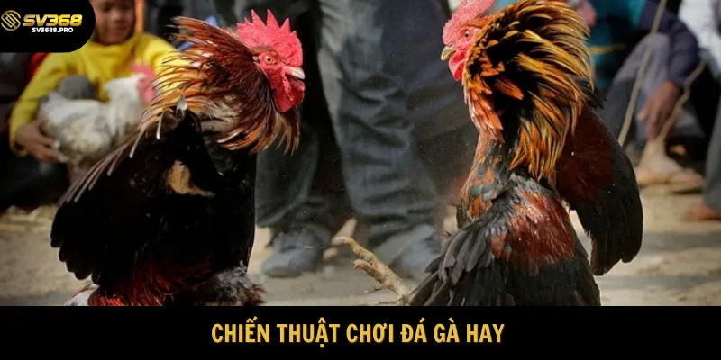 Cập nhật mẹo chơi đá gà hữu ích nhất