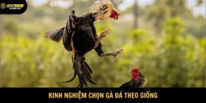 Chọn gà đá theo giống