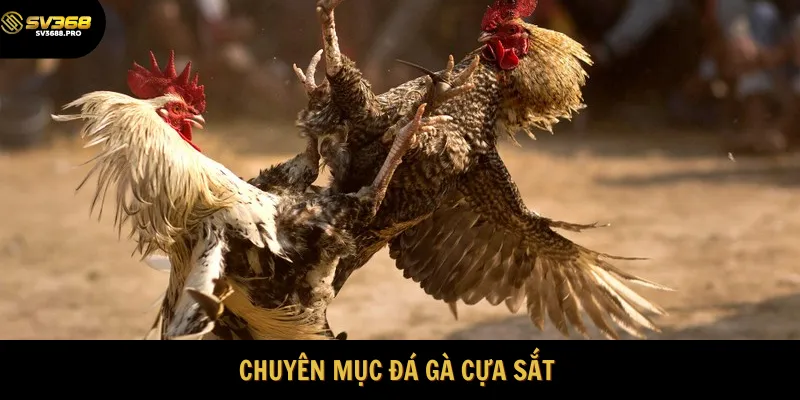 Chuyên mục đá gà cựa sắt siêu hot