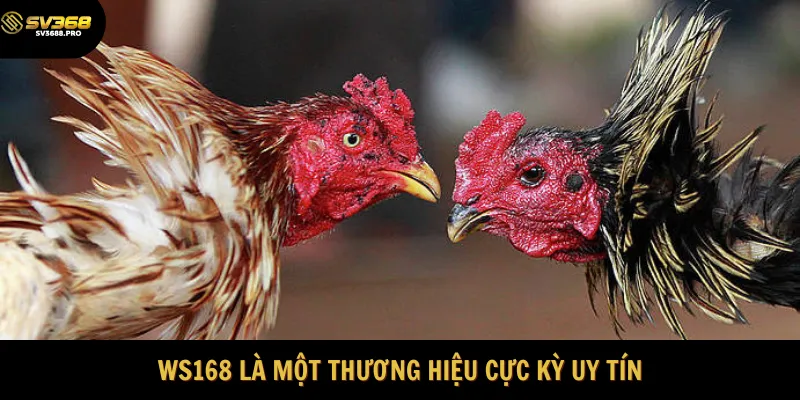 Công ty ws168 là một công ty hàng đầu