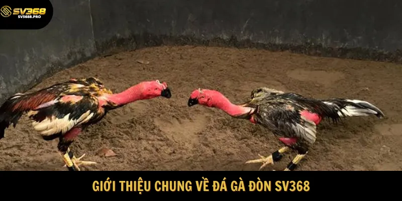 Tổng quan đôi nét về bộ môn đá gà đòn