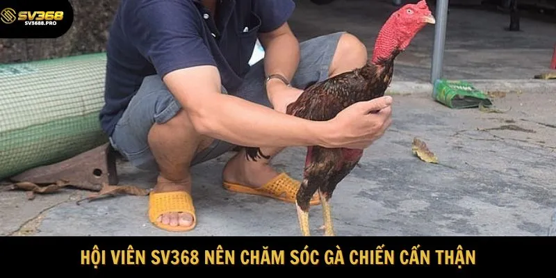 Hội viên SV368 nên chăm sóc gà chiến cẩn thận