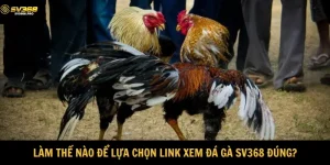 Lựa chọn link xem đá gà đúng