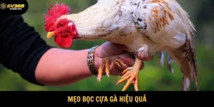 Mẹo bọc cựa gà