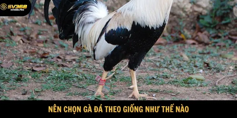 Nên chọn gà đá theo giống như thế nào