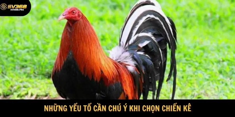 Những yếu tố cần chú ý khi chọn chiến kê