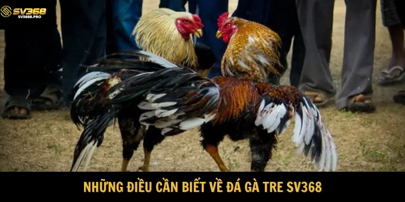 Cập nhật những thông tin chính về đá gà tre 